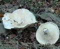 Lactarius_piperatus_a7647