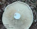 Lactarius_piperatus_a7649