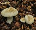 Lactarius_piperatus_bo3826