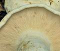 Lactarius_piperatus_bo3833