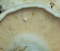 Lactarius_piperatus_bo3839