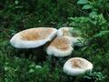 Lactarius_piperatus_ce1032