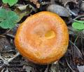 Lactarius_porninsis_bs9965