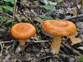 Lactarius_porninsis_bs9968