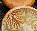 Lactarius_porninsis_bs9973