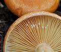 Lactarius_porninsis_bs9974