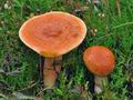 Lactarius_porninsis_cg1873