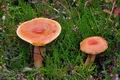 Lactarius_porninsis_cg1877s