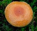 Lactarius_porninsis_cg1897s