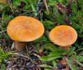 Lactarius_porninsis_cg1910s