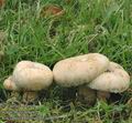 Lactarius_pubescens_ac9031