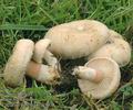 Lactarius_pubescens_ac9038