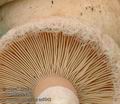 Lactarius_pubescens_ac9043