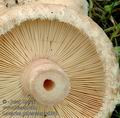 Lactarius_pubescens_ac9049