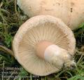 Lactarius_pubescens_ac9054