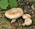 Lactarius_pubescens_bs9058