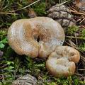 Lactarius_quieticolor_be3106