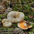 Lactarius_quieticolor_be3111