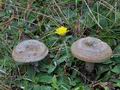 Lactarius_quieticolor_bo9797