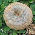 Lactarius_quieticolor_bo9800