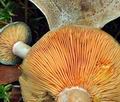 Lactarius_quieticolor_ca3868