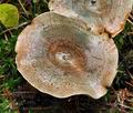 Lactarius_quieticolor_ca3870