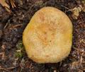 Lactarius_repraesentaneus_cr4619