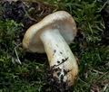 Lactarius_repraesentaneus_cr4627s