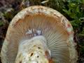 Lactarius_repraesentaneus_cr4639s