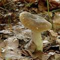 Lactarius_ruginosus_al5973