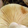 Lactarius_ruginosus_al5981