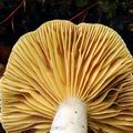 Lactarius_ruginosus_bh9896