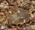 Lactarius_ruginosus_bo4456