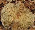 Lactarius_ruginosus_bo4478