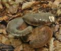 Lactarius_ruginosus_bo7816