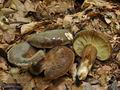 Lactarius_ruginosus_bo7823