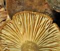 Lactarius_ruginosus_bo7825
