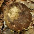 Lactarius_ruginosus_bo7833