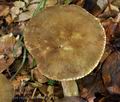 Lactarius_ruginosus_bv0819