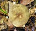 Lactarius_ruginosus_bv0822