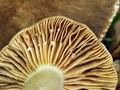 Lactarius_ruginosus_bv0829