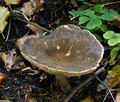 Lactarius_ruginosus_ca2009