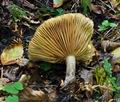 Lactarius_ruginosus_ca2026