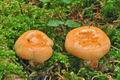 Lactarius_salmonicolor_cz8029