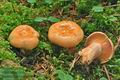 Lactarius_salmonicolor_cz8030