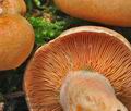 Lactarius_salmonicolor_cz8032