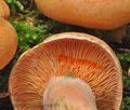 Lactarius_salmonicolor_cz8034