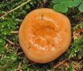 Lactarius_salmonicolor_cz8037