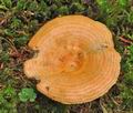 Lactarius_salmonicolor_cz8038