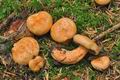 Lactarius_salmonicolor_cz8047